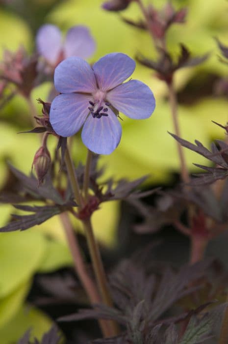 meadow cranesbill [Black Beauty]