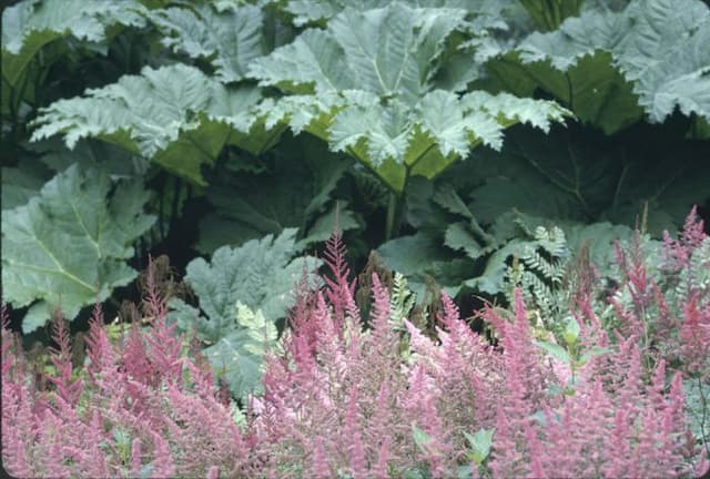 Giant rhubarb