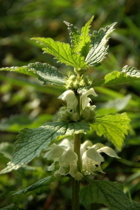 white deadnettle