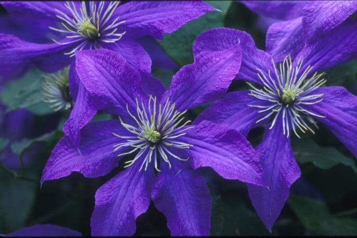 clematis 'Rhapsody'