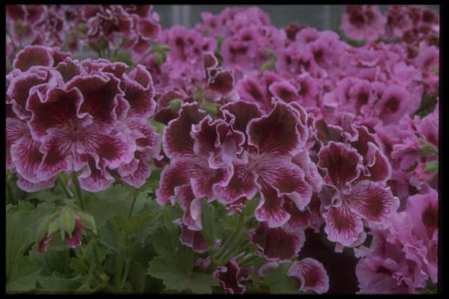 Pelargonium 'Margaret Soley'