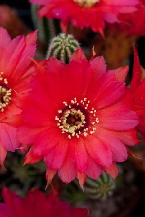 echinopsis 'Lincoln Charm'