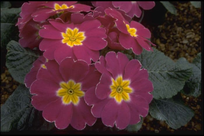 primrose 'Danova Purple, White Edge'