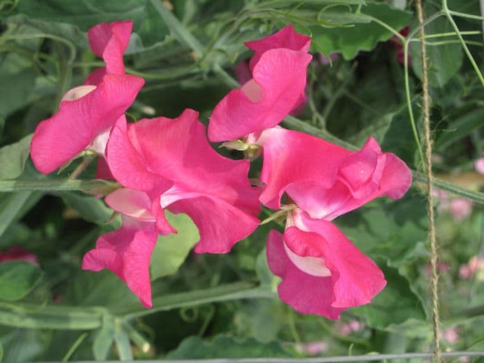 sweet pea 'Somerset Lady'