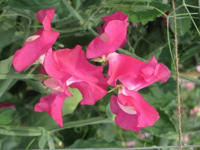 Sweet pea 'Somerset Lady'