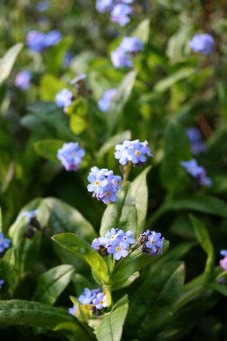 garden forget-me-not