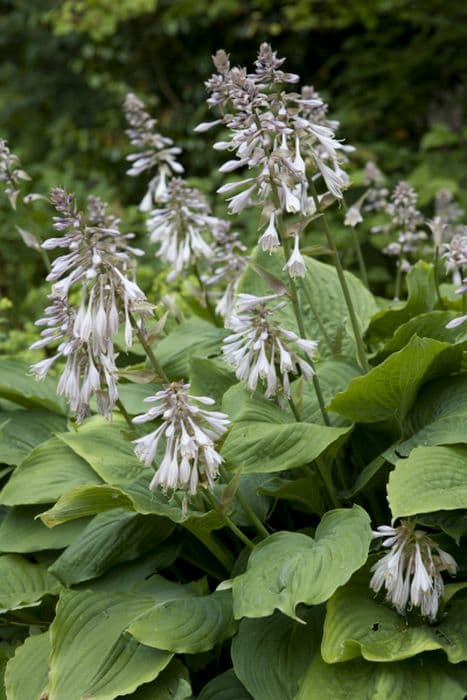 plantain lily 'Big Daddy'