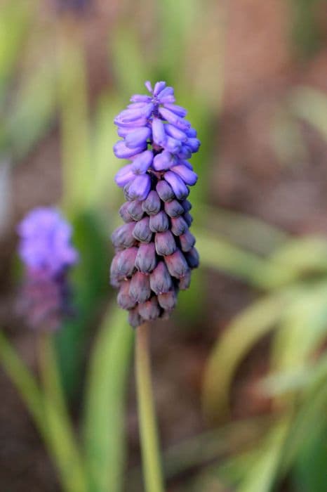 broad-leaved grape hyacinth