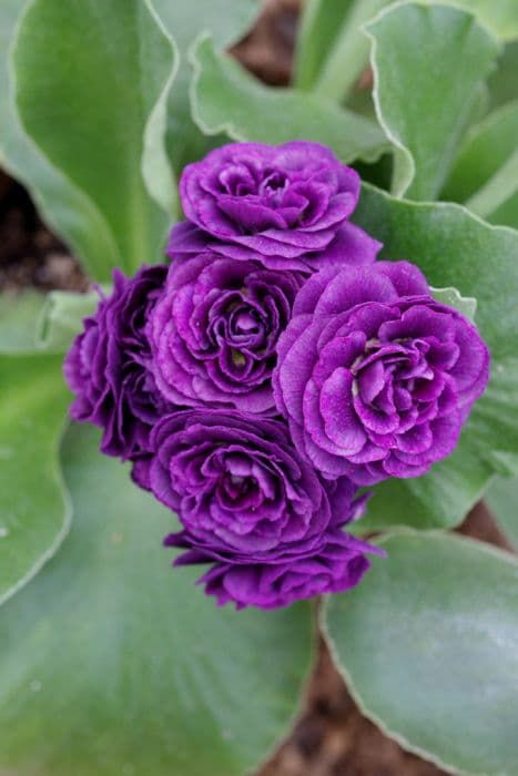 auricula 'Fred Booley'