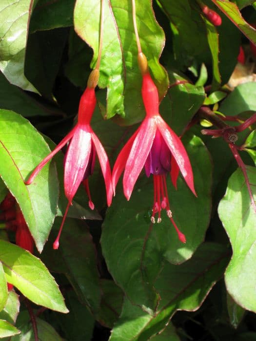 fuchsia 'Corallina'