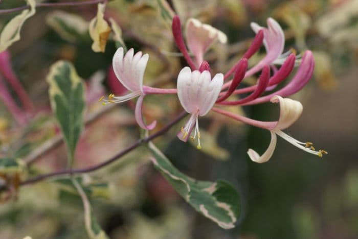 honeysuckle [Harlequin]