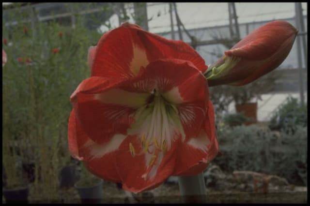 Amaryllis' Star of Holland'