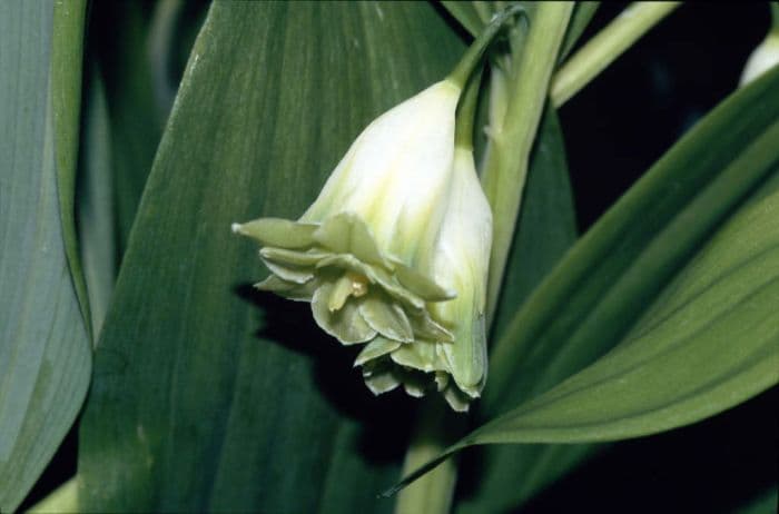 double-flowered angular Solomon's seal