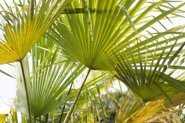 Chusan palm 'Nova'