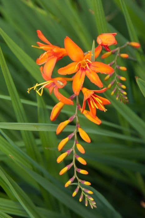 montbretia 'Jupiter'