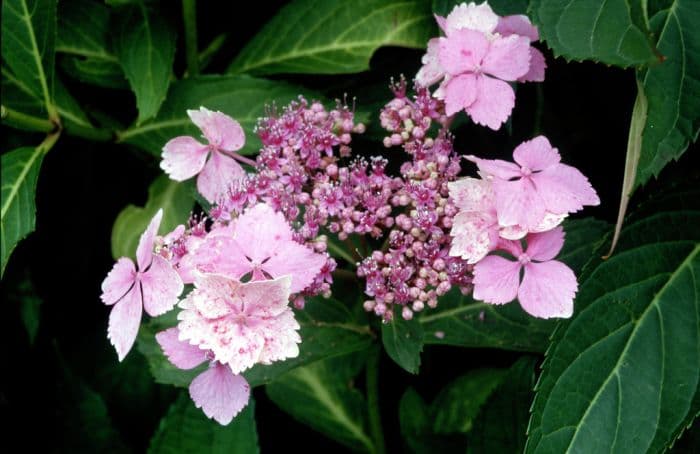 hydrangea 'Mariesii'