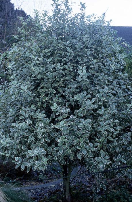 pittosporum 'Garnetii'