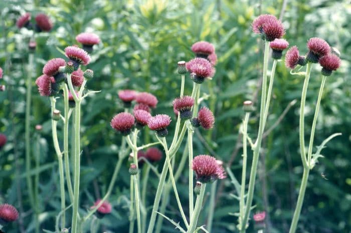 plume thistle 'Atropurpureum'