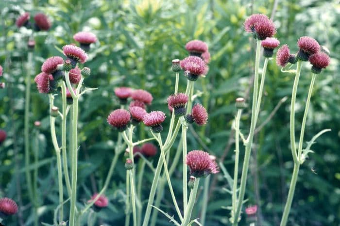 plume thistle 'Atropurpureum'