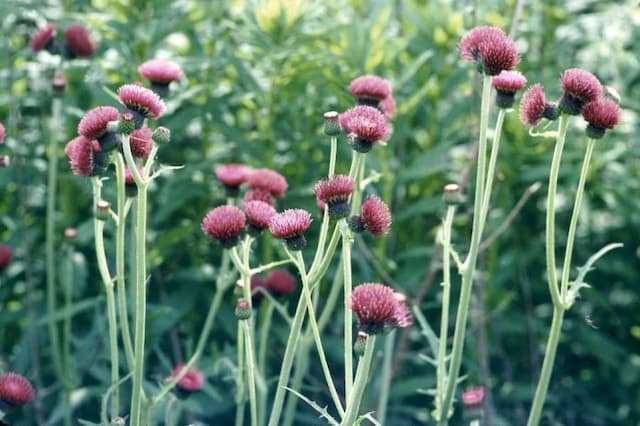 Plume thistle 'Atropurpureum'