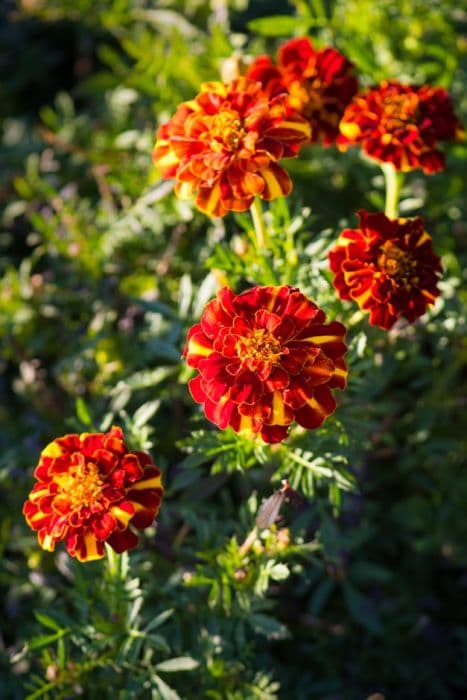 French marigold 'Alumia Red'