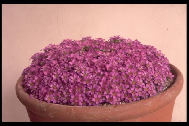Purple mountain saxifrage 'Theoden'