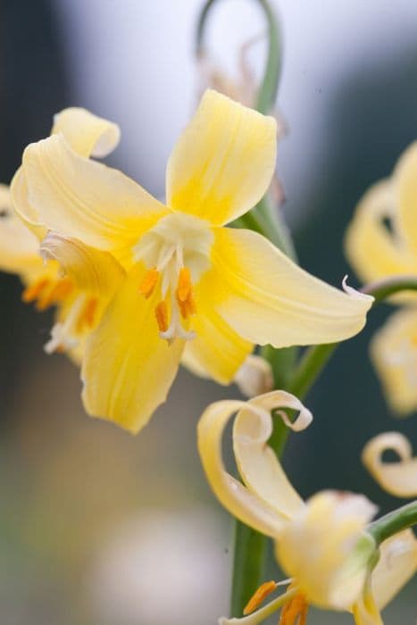 fawn lily 'Susannah'