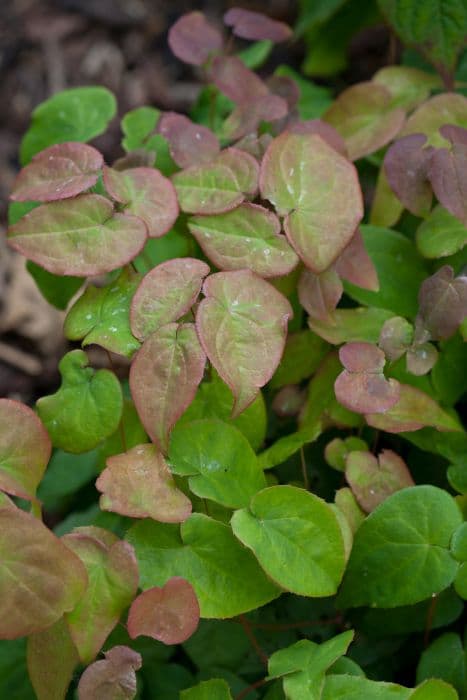 barrenwort 'Purple Pixie'