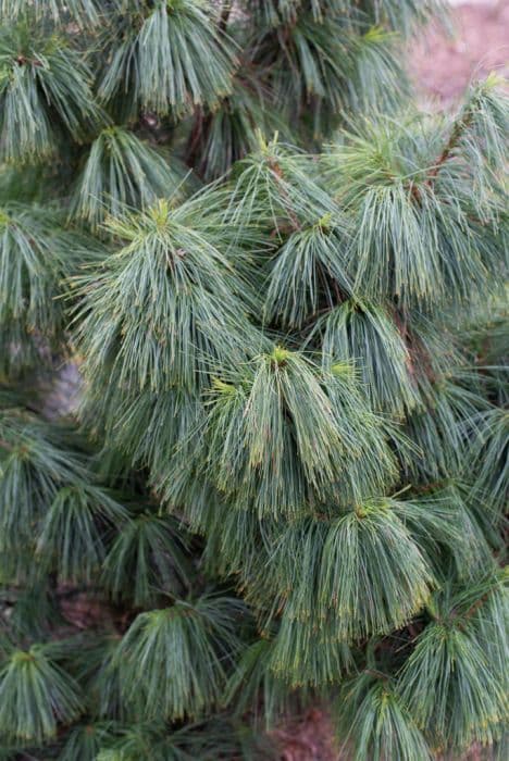 Bhutan pine 'Nana'