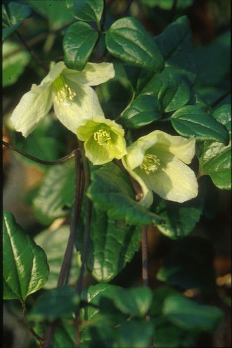 clematis 'Wisley Cream'