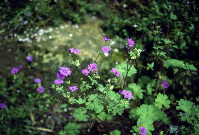 mountain cranesbill 'Bill Wallis'