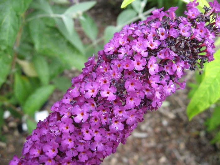 butterfy bush 'Leela Kapila'