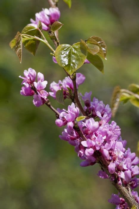 Chinese redbud