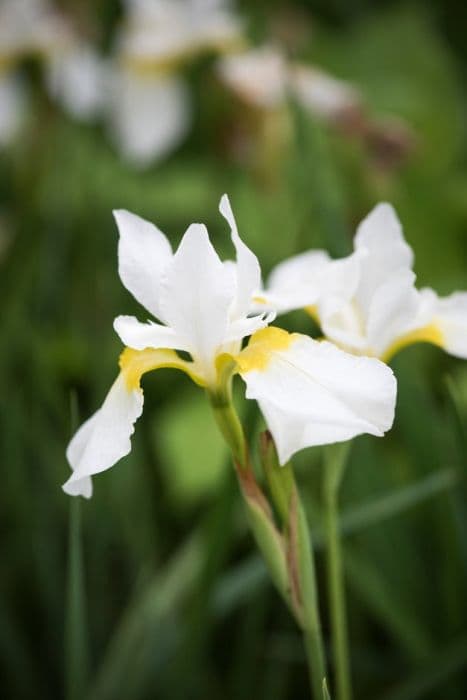 Siberian iris 'Fourfold White'
