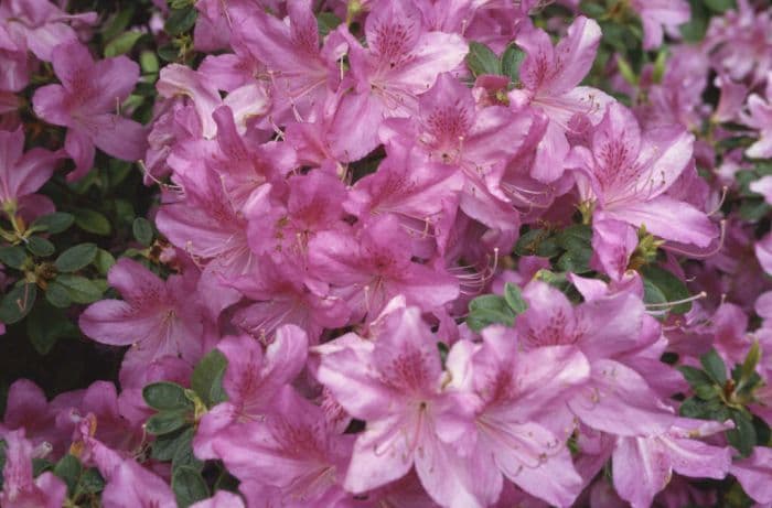 rhododendron 'Beethoven'