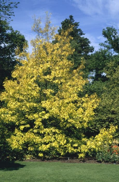 red oak 'Aurea'