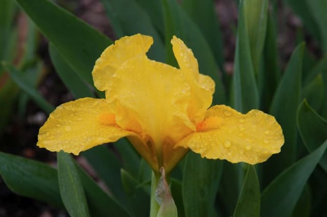 Iris 'Orange Caper'