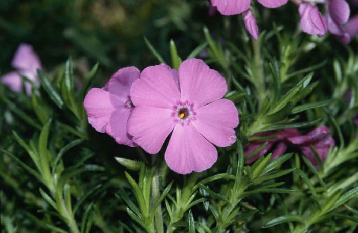 moss phlox 'McDaniel's Cushion'