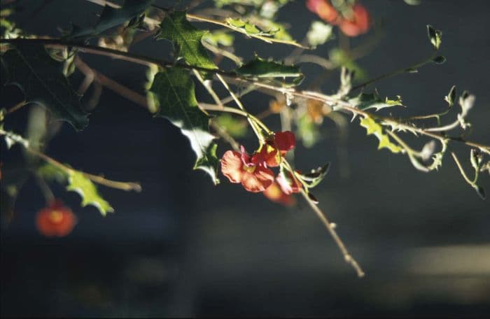 heart-leaved flame pea