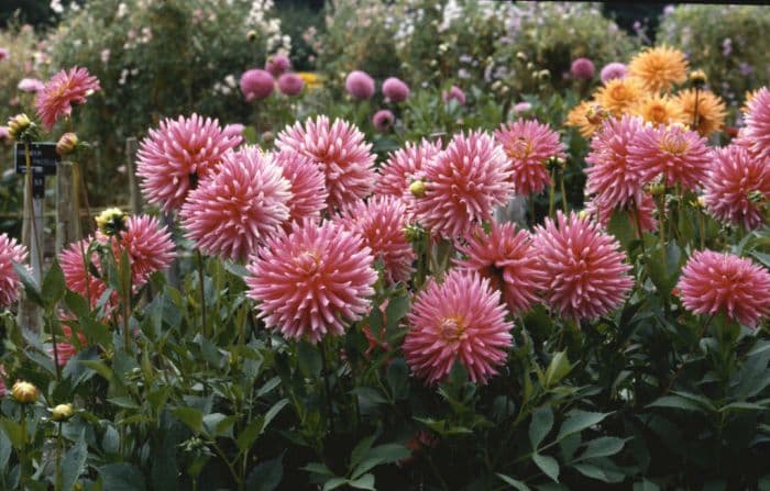 dahlia 'Kathleen's Alliance'
