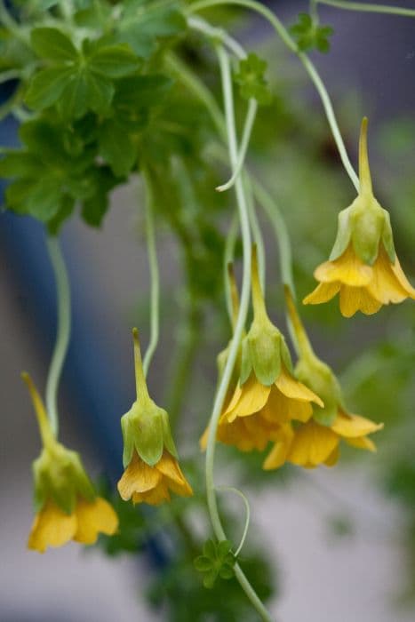 Beuth nasturtium