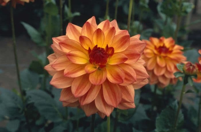 dahlia 'Catherine Bateson'