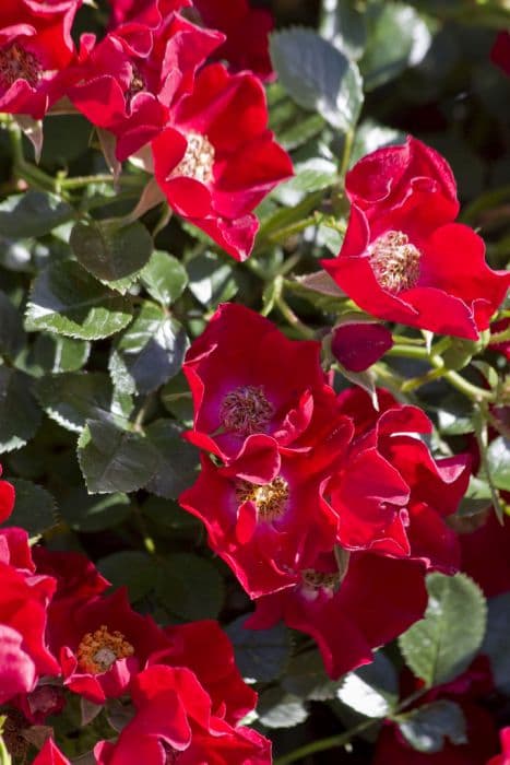 rose [Suffolk]