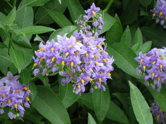 potato tree 'Glasnevin'