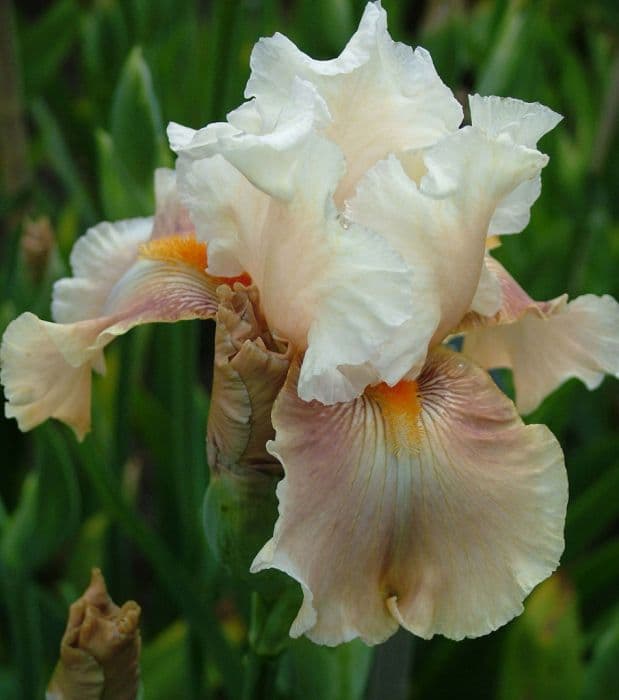 iris 'Going Home'