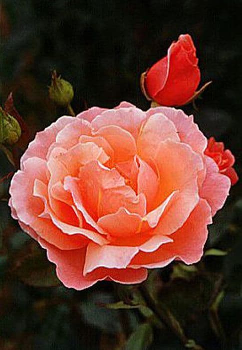 rose 'Fragrant Delight'