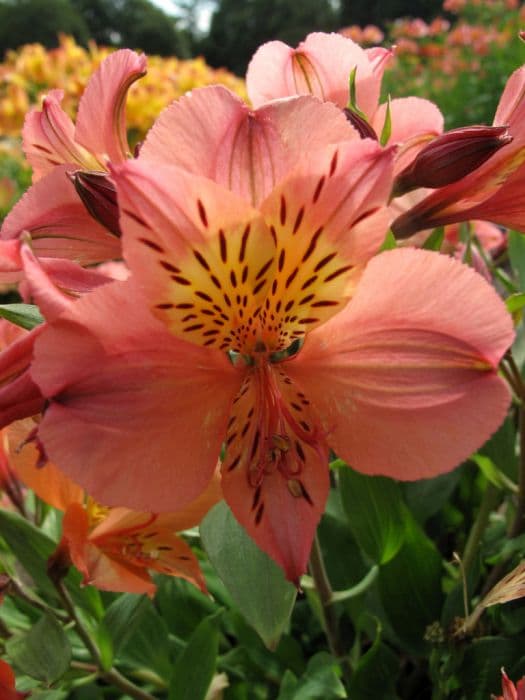 Peruvian lily [Princess Mathilde]