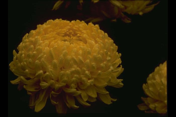 chrysanthemum 'Golden Creamist'