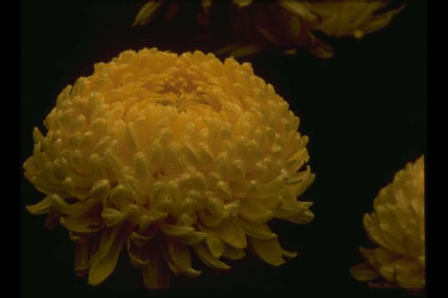 Chrysanthemum 'Golden Creamist'