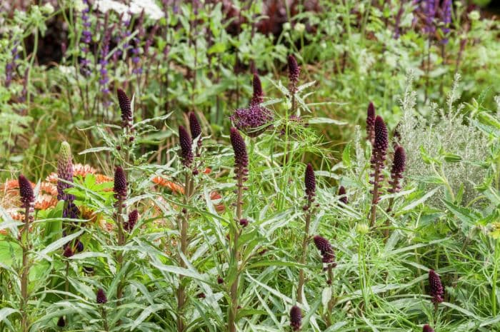 purple loosestrife 'Beaujolais'